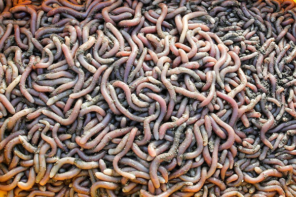 Liều mình" ăn thử đặc sản sá sùng Vân Đồn - AllTours