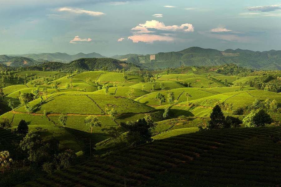 Đồi chè Long Cốc - Thiên đường du lịch mới ở Phú Thọ