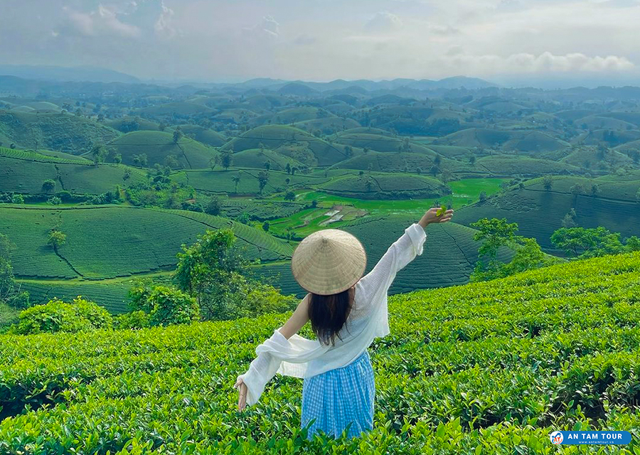 Đồi chè Long Cốc | Đồi chè hình bát úp đẹp nhất Việt Nam | Antamtour.vn