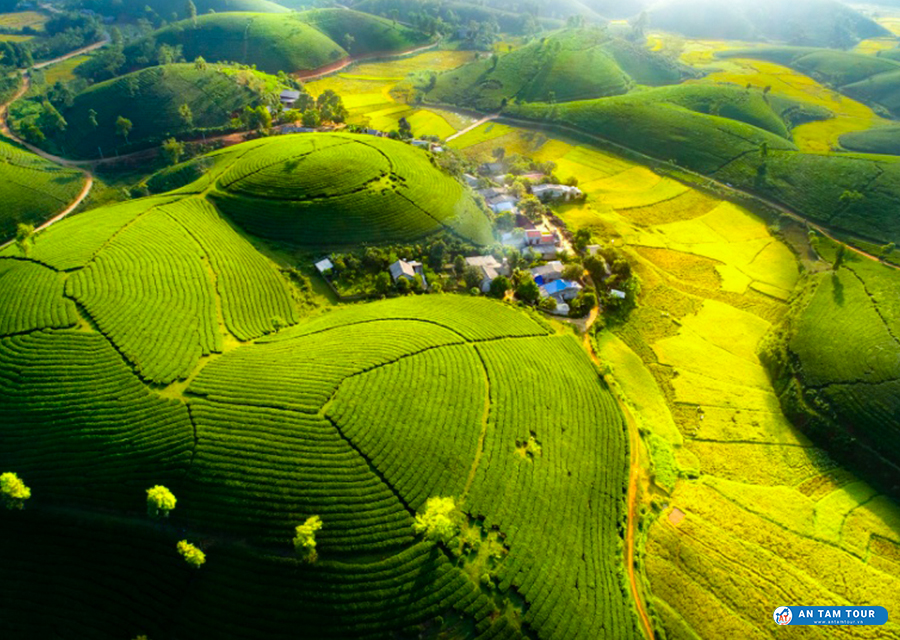 Đồi chè Long Cốc | Đồi chè hình bát úp đẹp nhất Việt Nam | Antamtour.vn