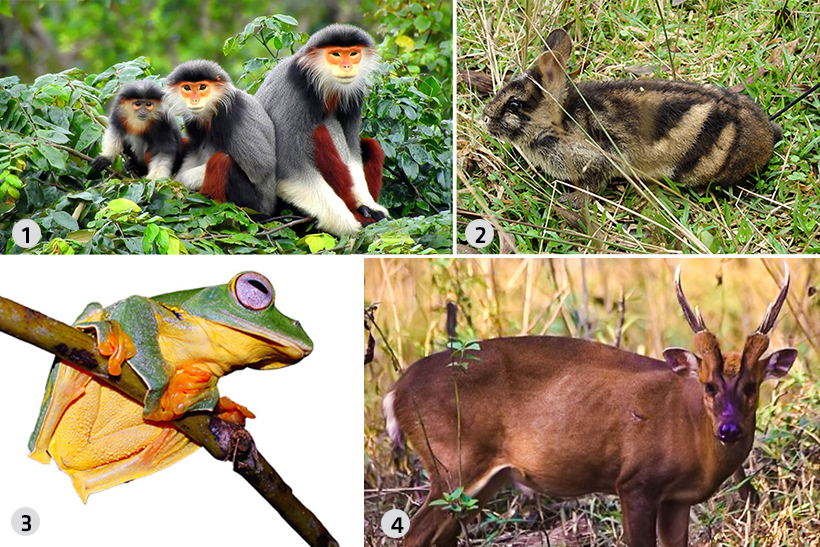 Vườn quốc gia Vũ Quang đón nhận danh hiệu 'Vườn di sản ASEAN'