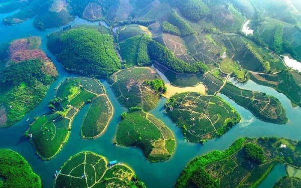 Đảo chè Thanh Chương - Vẻ đẹp “hút hồn” giữa lòng xứ Nghệ