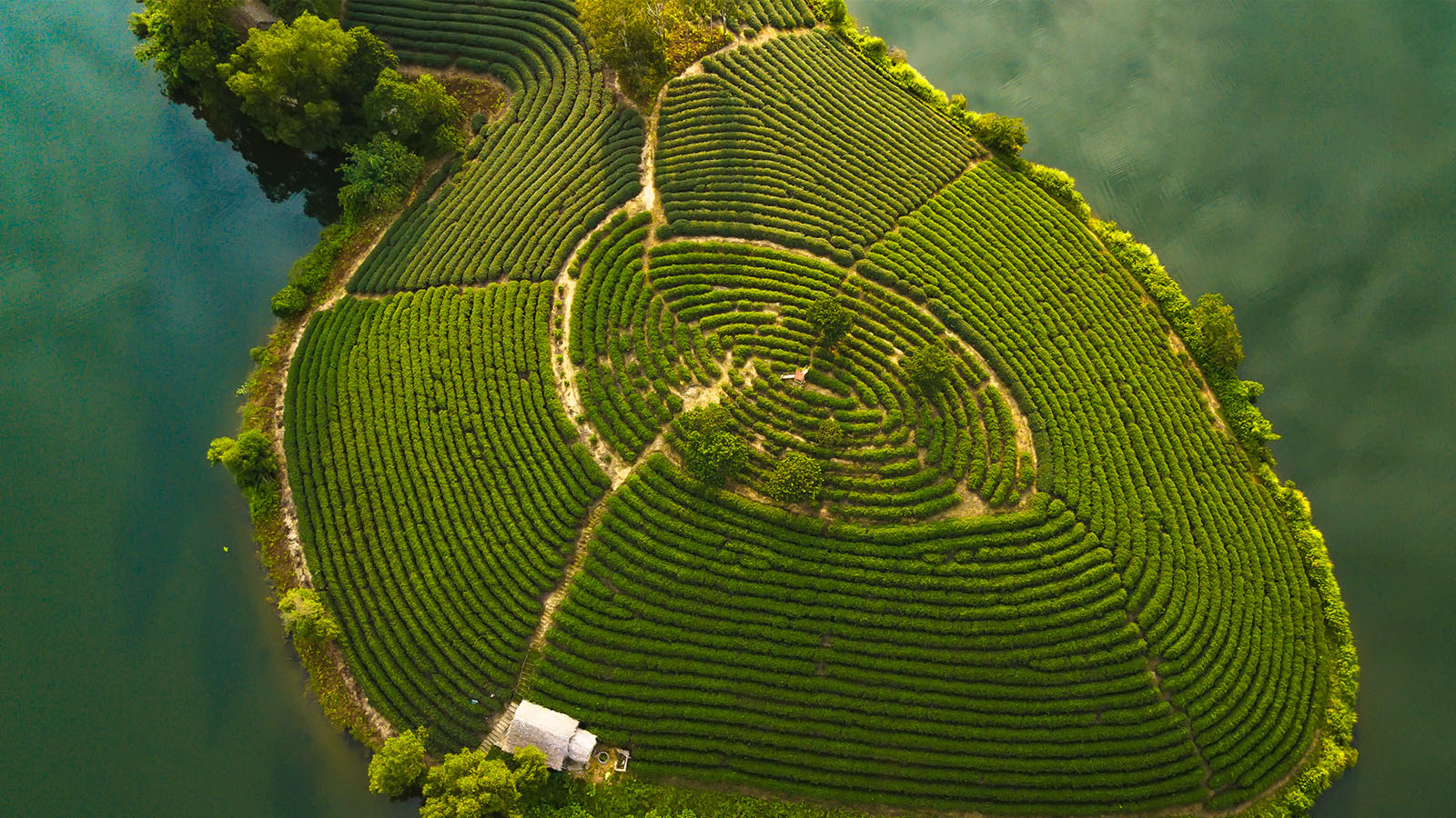 Ốc Đảo Chè Nghệ An (Đảo Chè Thanh Chương)