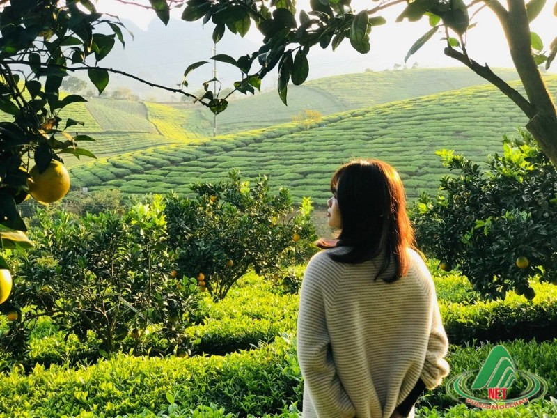 TẤT TẬT VỀ VƯỜN CAM RỐN (CAM LY) MỘC CHÂU SIÊU ĐẸP VÀ NGON