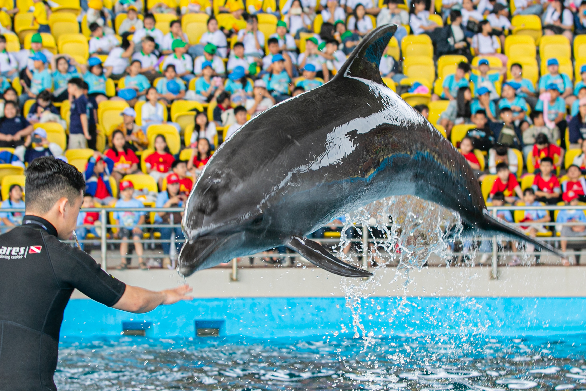 Vé Show Cá Heo Đà Nẵng Dolphinarium Giá Tốt 2026