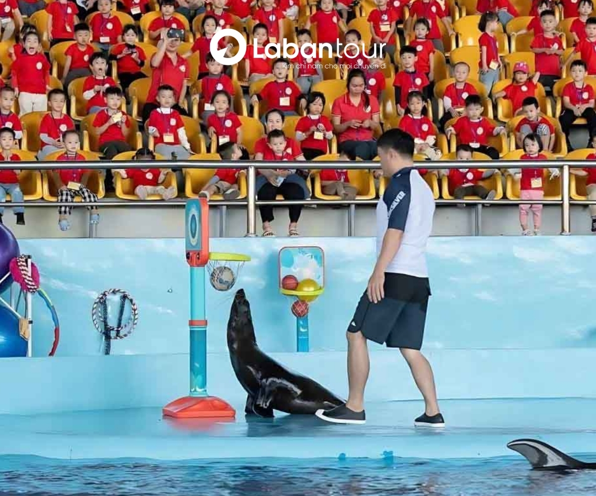 Vé Show Cá Heo & Hải Cẩu – Thiên đường Cổ Cò Đà Nẵng