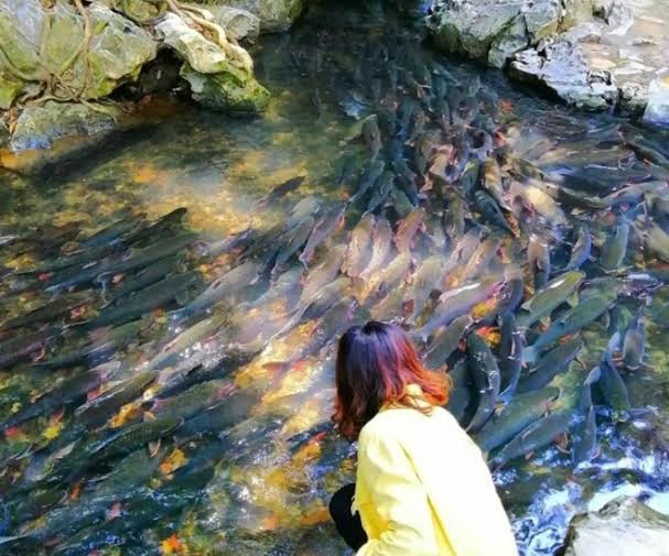 Kỳ lạ suối cá hàng nghìn con nhưng chẳng ai dám câu, lại trở thành ...