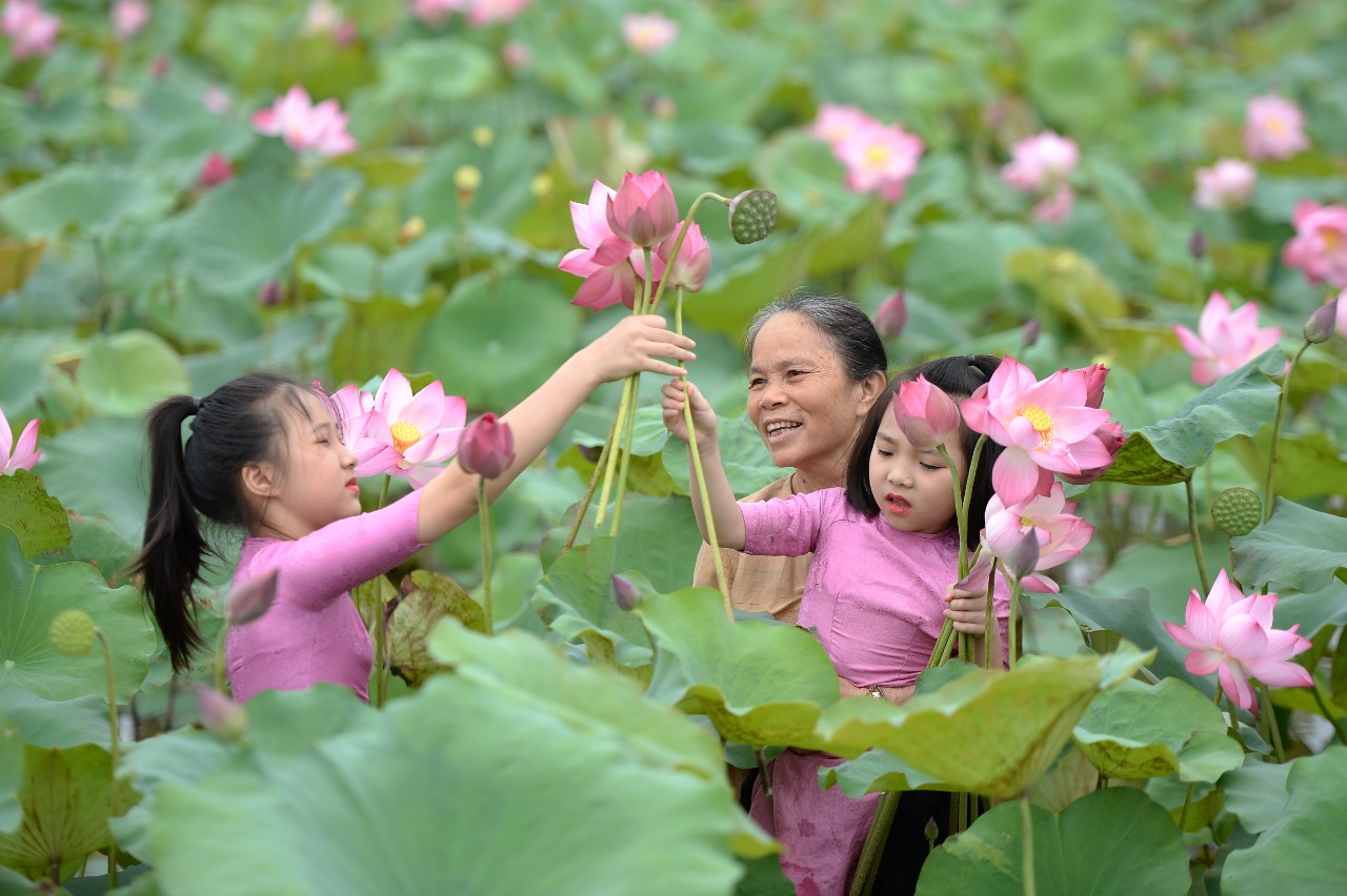 Gặp nghệ nhân dệt lụa từ tơ sen, ngắm vuông lụa vàng kết tinh từ khí trời